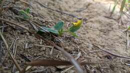 Crotalaria chinensis L. resmi