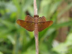 Image of Black Stream Glider