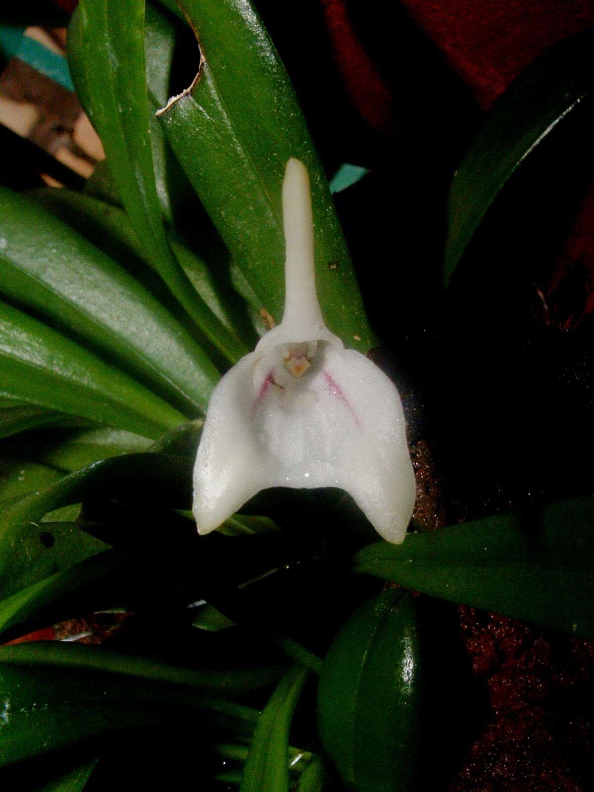 Image of Masdevallia nicaraguae Luer