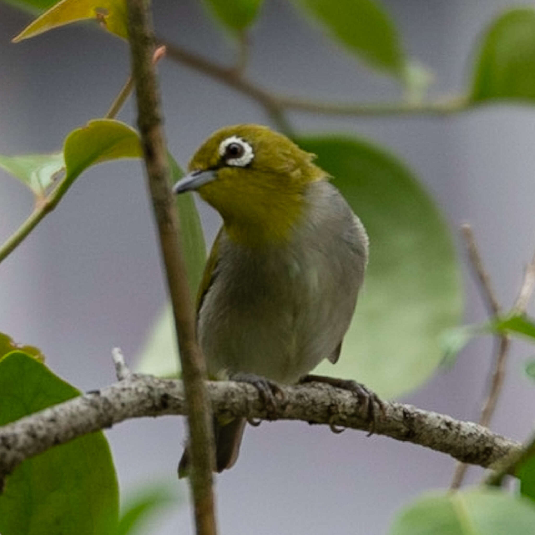 Image of Zosterops simplex erwini Chasen 1935