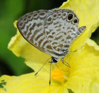 Imagem de <i>Leptotes cassius theonus</i>