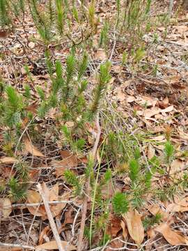 Image of Melichrus adpressus A. Cunn. ex DC.