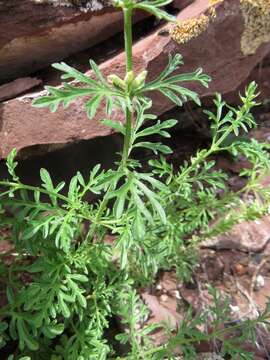 Image de Nepeta annua Pall.