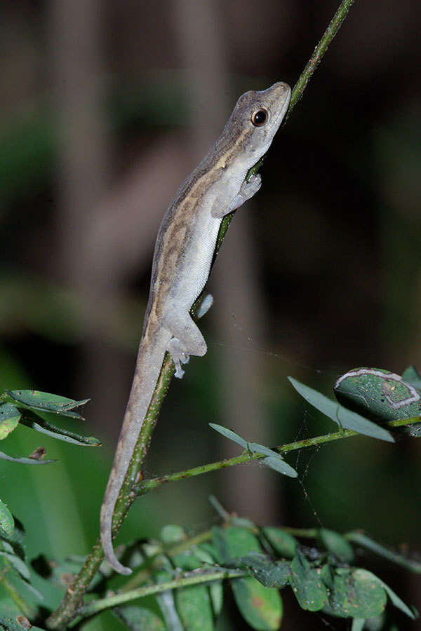 Слика од Lygodactylus tolampyae (Grandidier 1872)