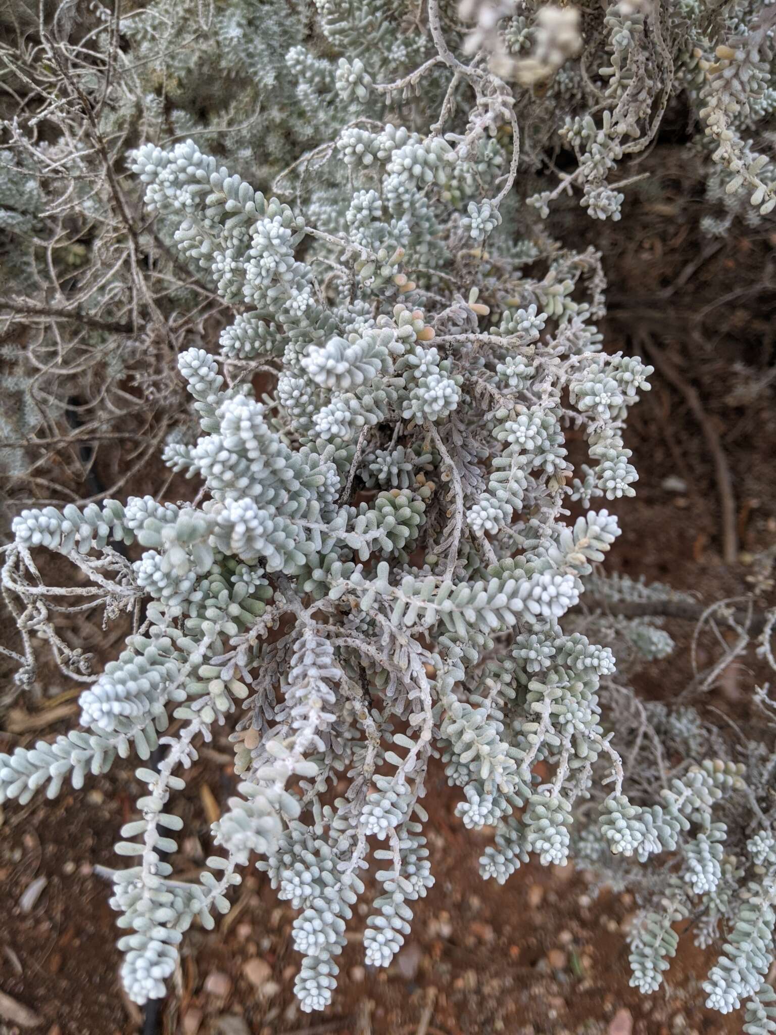 Plancia ëd Maireana sedifolia (F. Müll.) P. G. Wilson