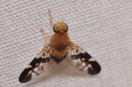 Image of Dirioxa pornia (Walker 1849)