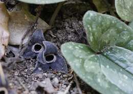 Image of Asarum rigescens var. brachypodion T. Sugaw.