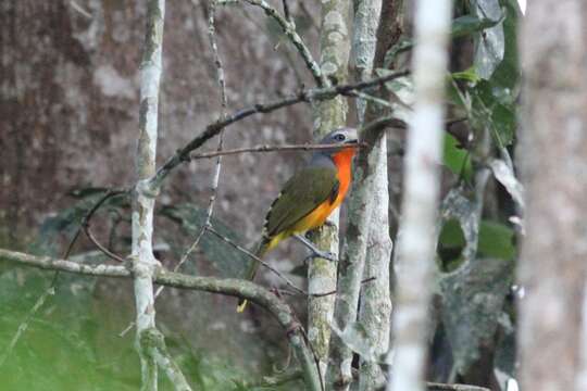 Image of Fiery-breasted Bush Shrike