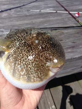 Image of Puffer