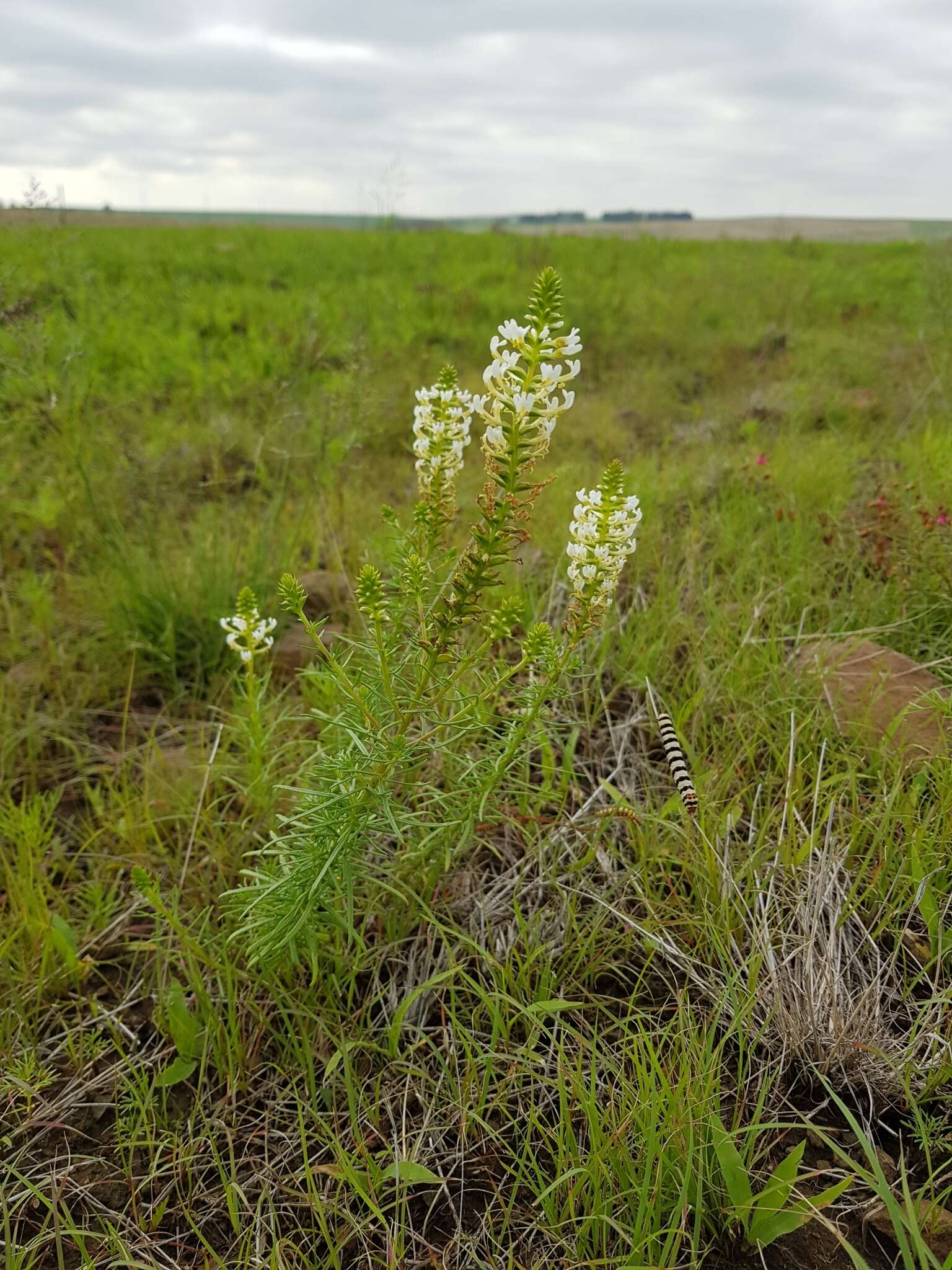 Sivun Hebenstretia comosa Hochst. kuva