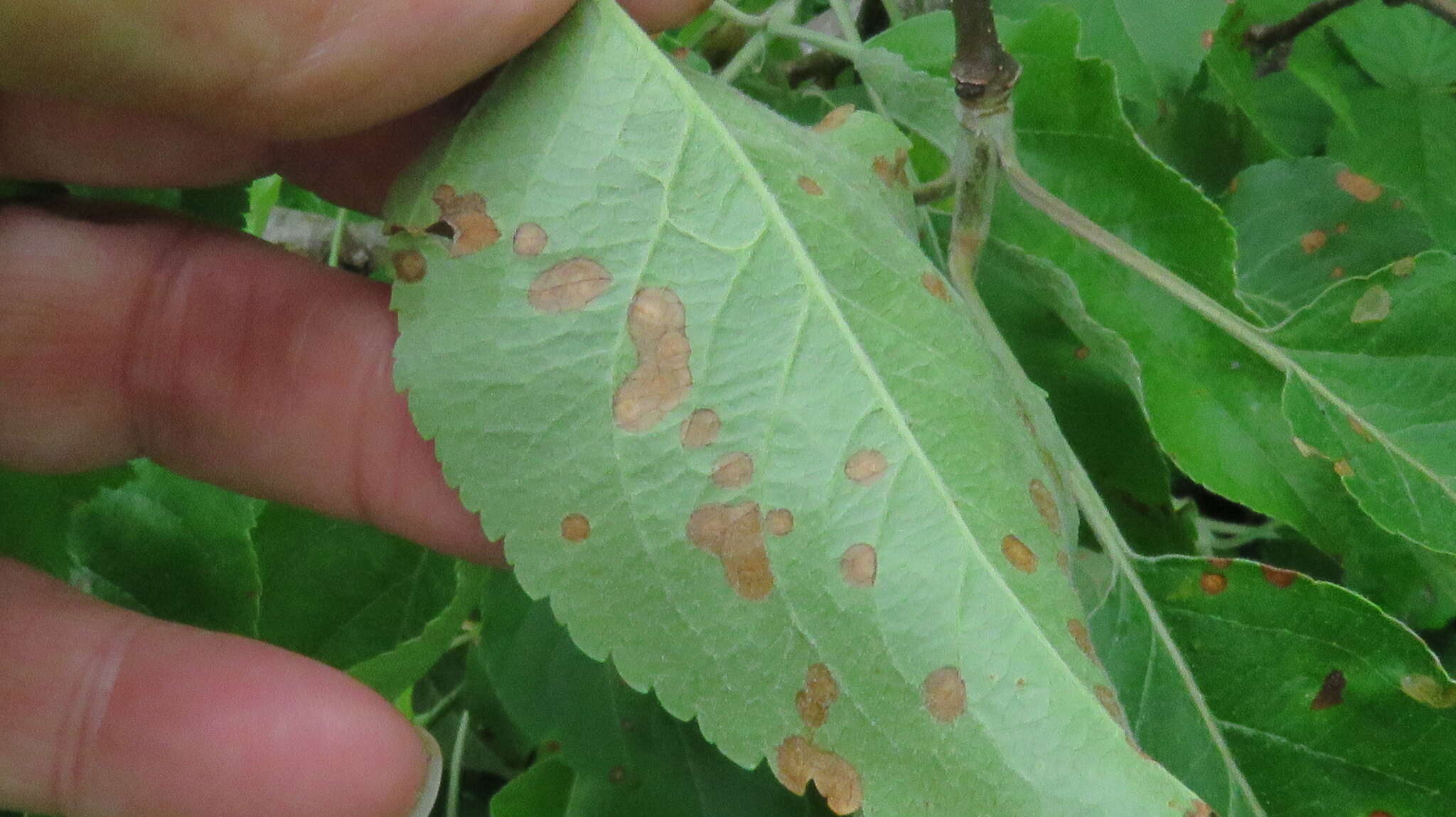 Image of Peyronellaea obtusa (Fuckel) Aveskamp, Gruyter & Verkley 2010