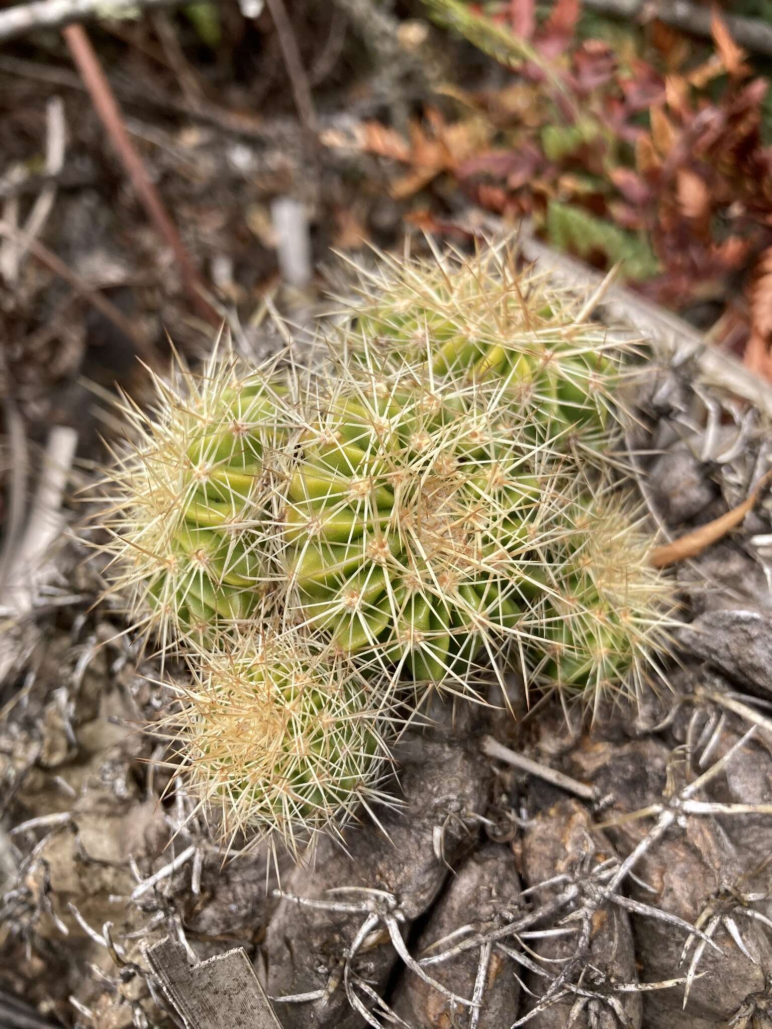 Image of Parodia langsdorffii (Lehm.) D. R. Hunt