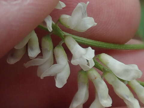 Imagem de Vicia pulchella Kunth