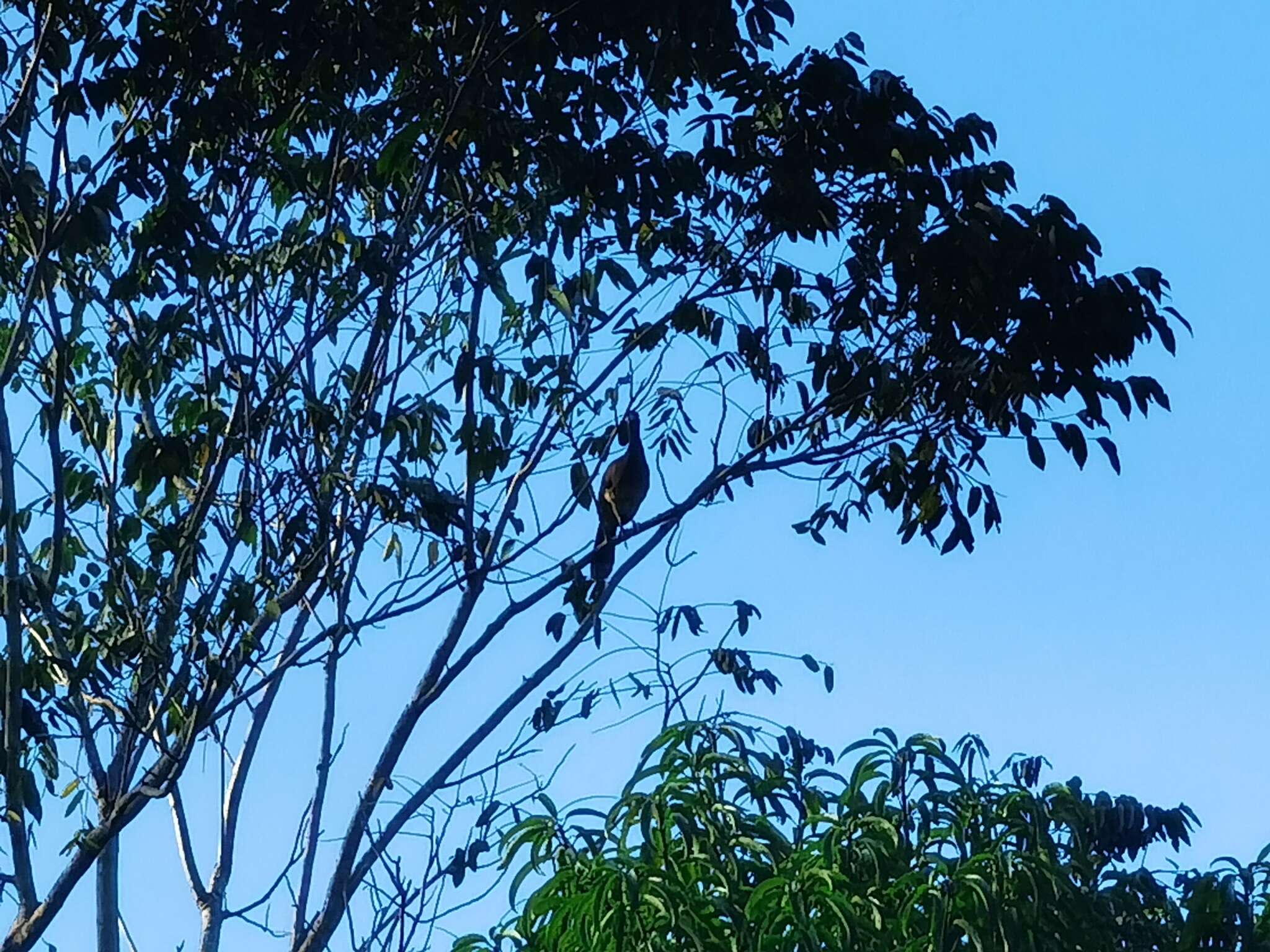 Image of White-bellied Chachalaca