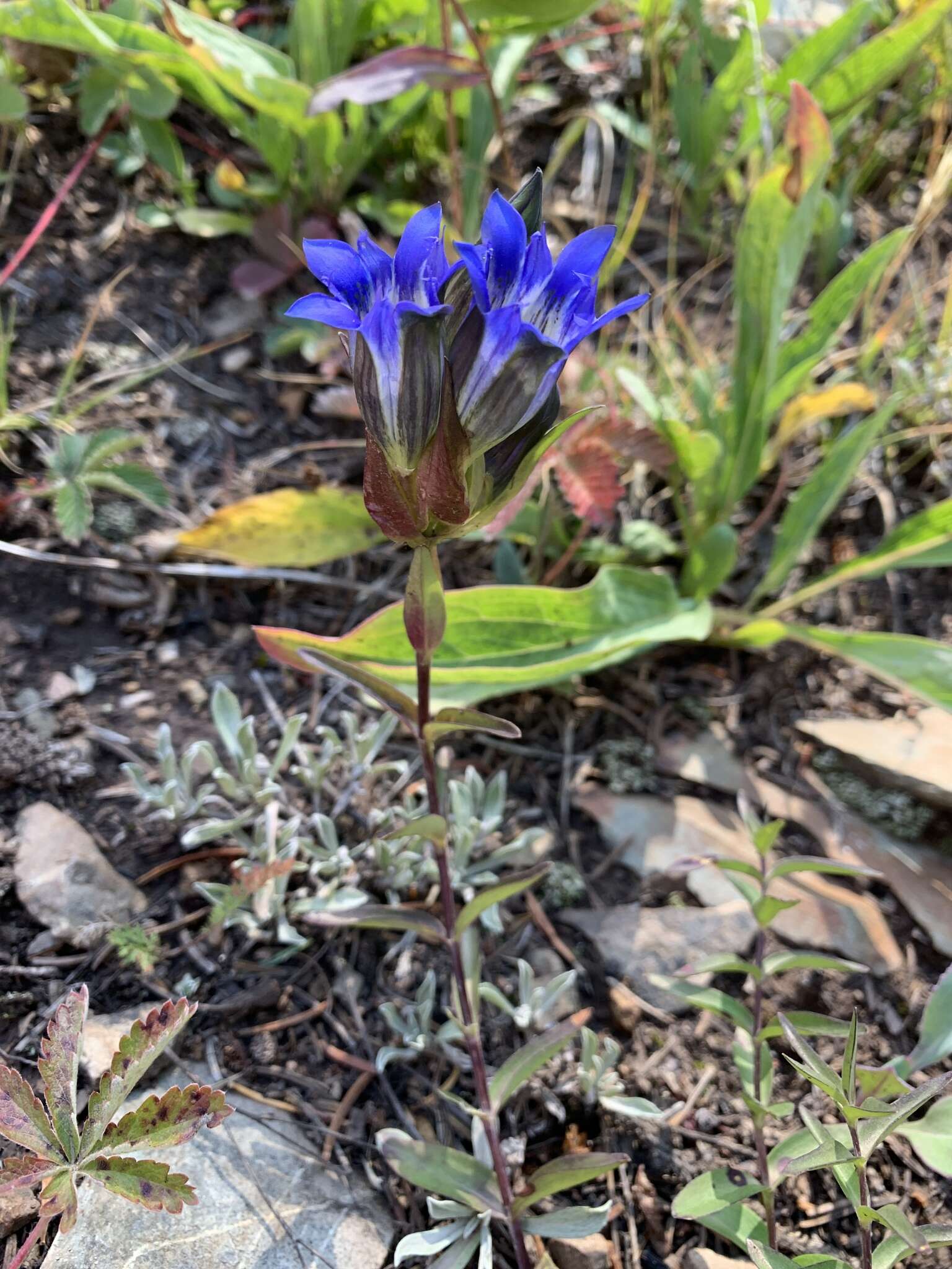 Image of Parry's gentian