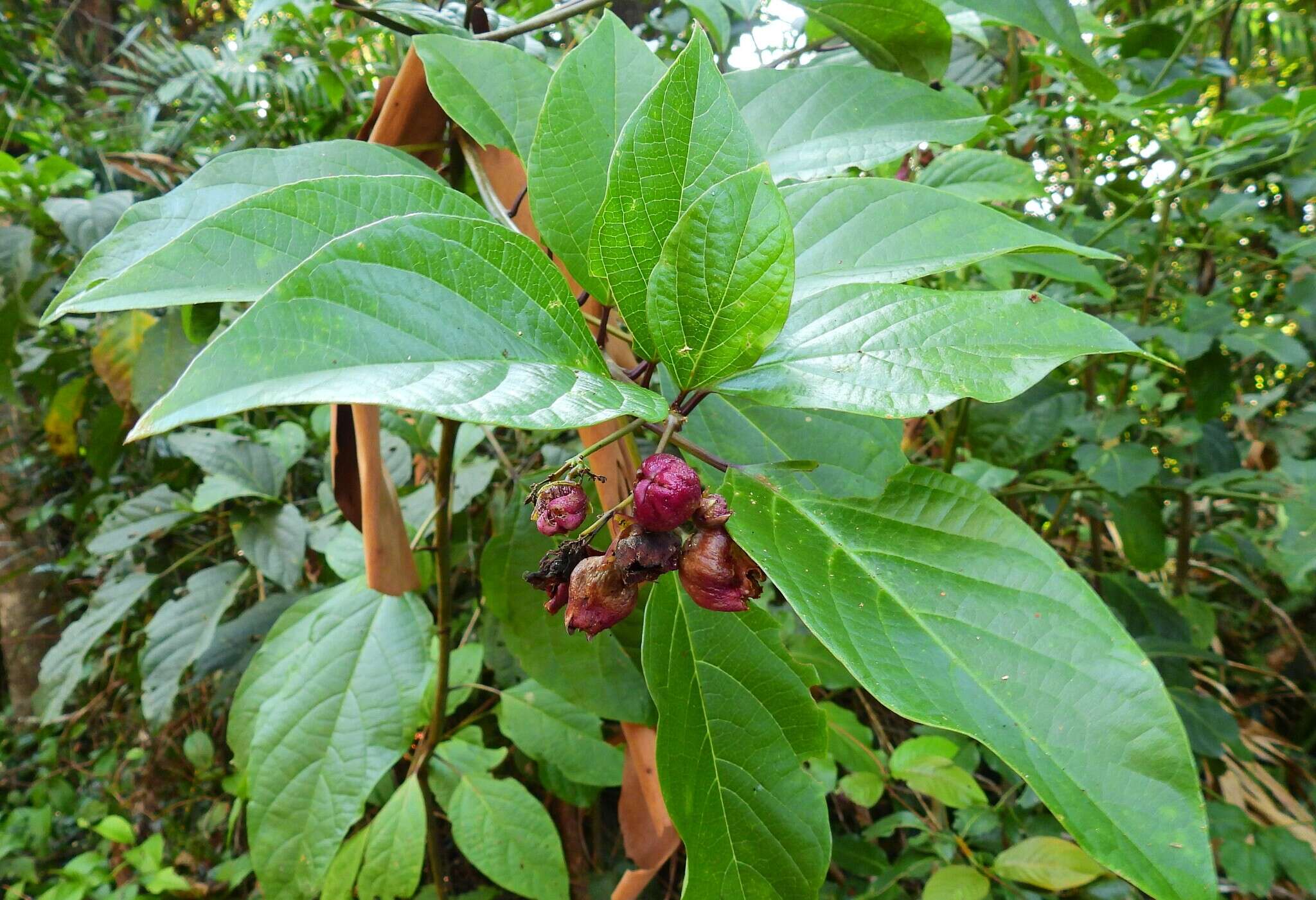 Imagem de Clerodendrum longiflorum var. glabrum Munir