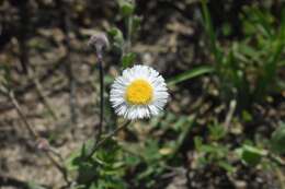 Image of Corpus Christi fleabane