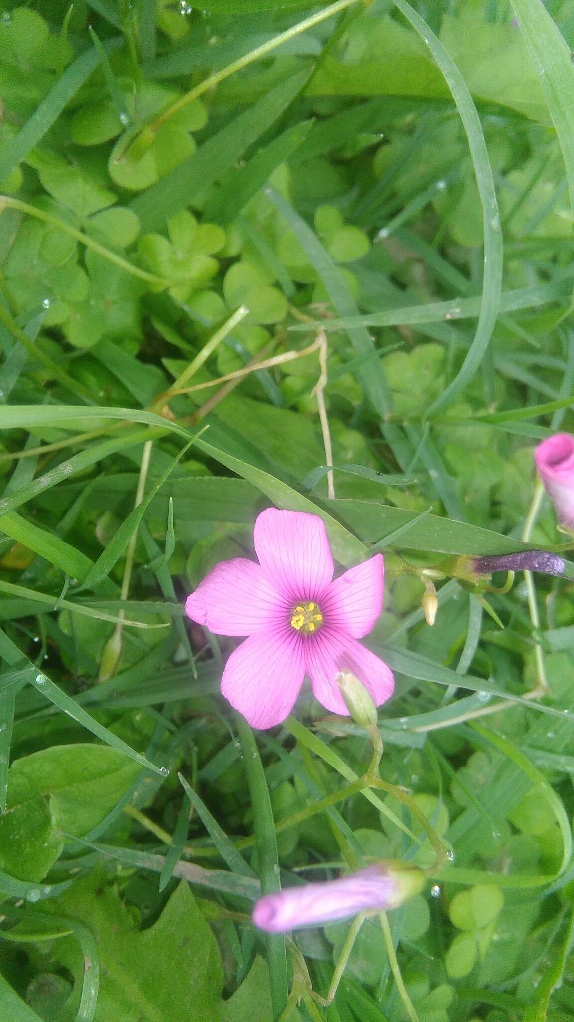 Image of Oxalis hispidula Zucc.