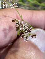 Image of pineland nailwort