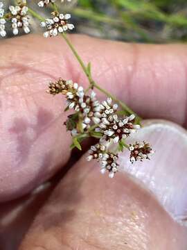 Image of pineland nailwort