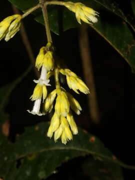 Image of Palicourea orosiana C. M. Taylor