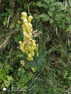 Aconitum anthora L.的圖片