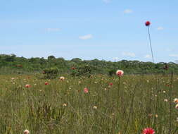 صورة Schoenocephalium teretifolium Maguire