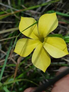 Image de Sebaea grandis (E. Mey.) Steud.