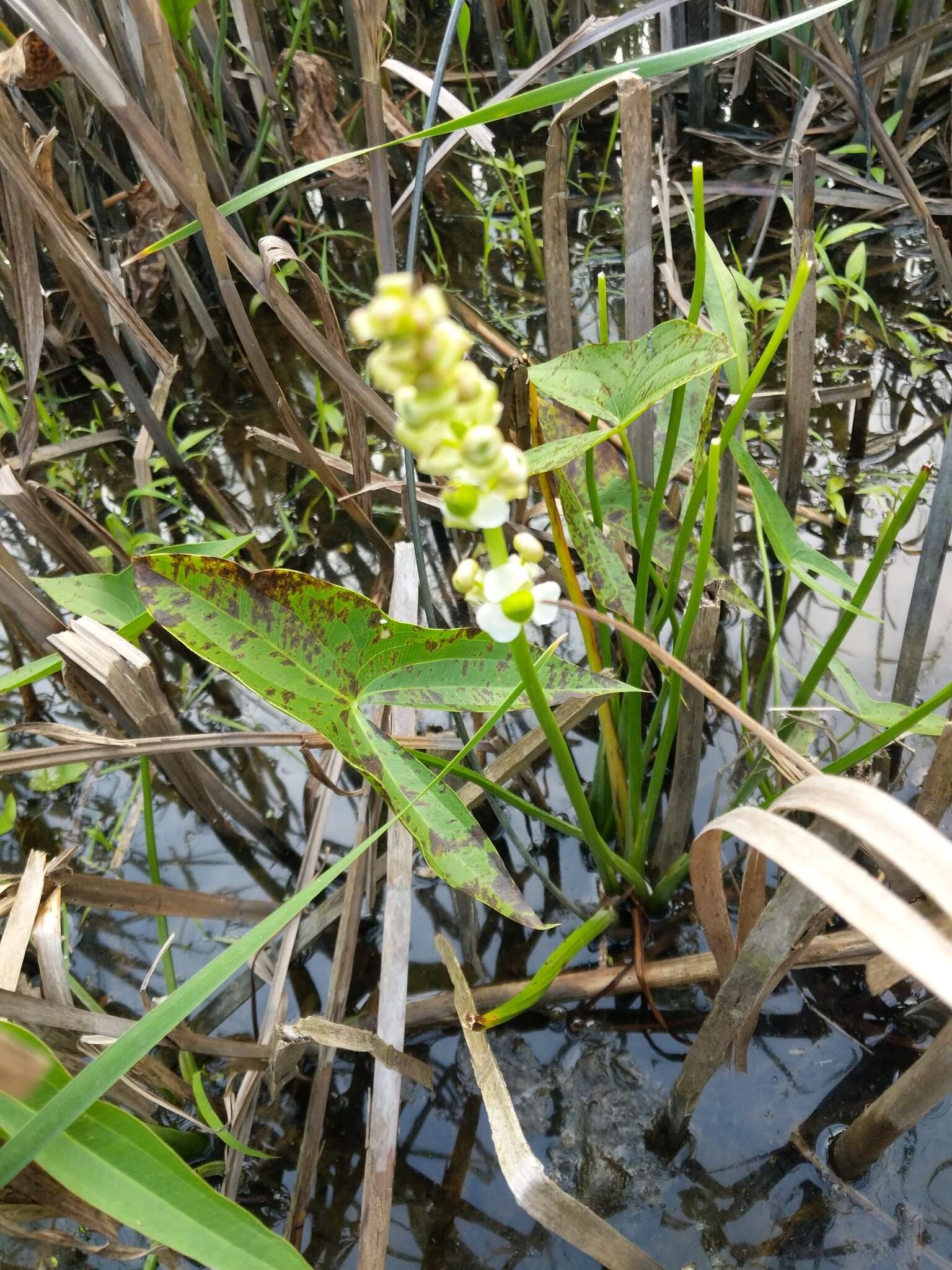 Слика од Sagittaria brevirostra Mack. & Bush