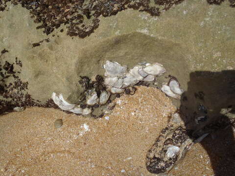 Image of Cape rock oyster