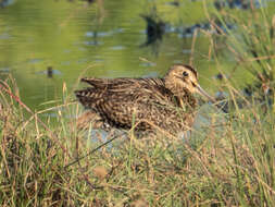 Image of Pin-tailed Snipe