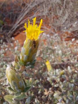 Image of Pteronia ovalifolia DC.