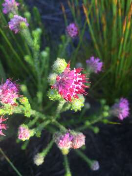 Image of Erica barbigeroides E. G. H. Oliver