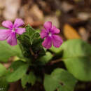 Stenandriopsis boivinii (Baill. ex Lindau) Benoist resmi