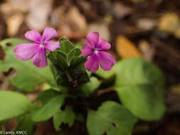 Stenandriopsis boivinii (Baill. ex Lindau) Benoist resmi