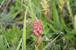 Imagem de Satyrium nepalense var. ciliatum (Lindl.) Hook. fil.