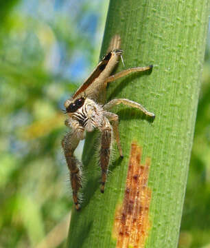 Image of Mendoza canestrinii (Ninni 1868)