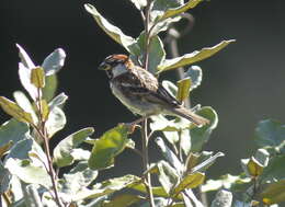 Image of Italian Sparrow