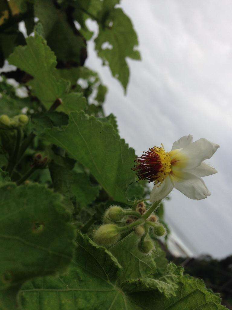 Sivun Sparrmannia africana L. fil. kuva