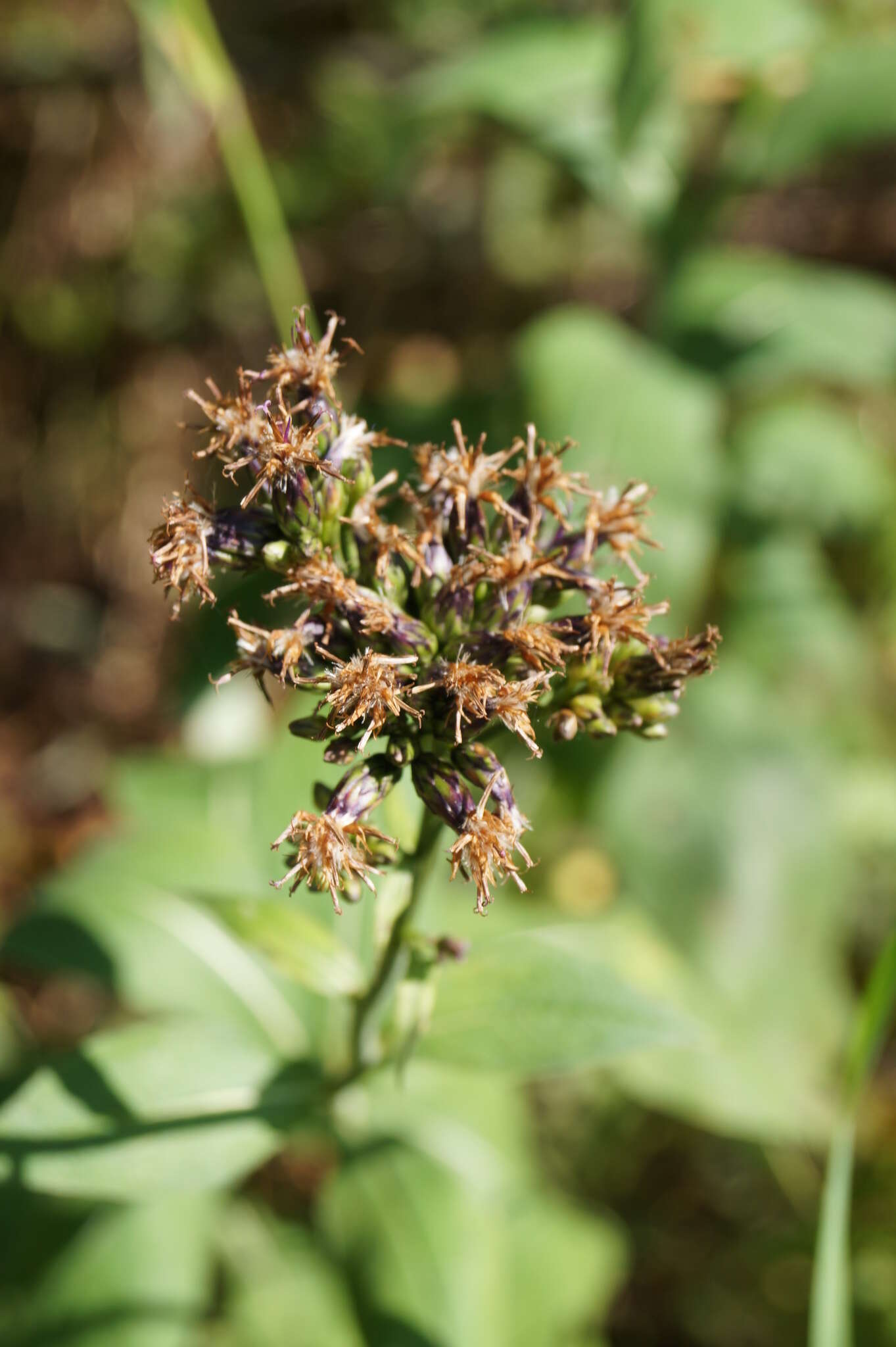 Saussurea latifolia Ledeb. resmi