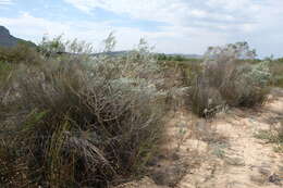 صورة Aspalathus quinquefolia subsp. virgata (Thunb.) R. Dahlgren