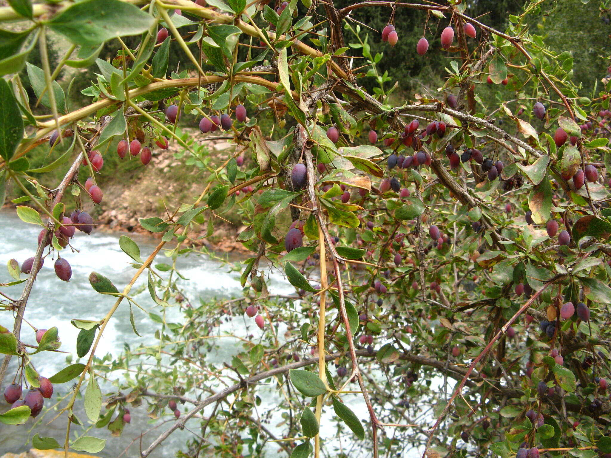 Imagem de Berberis heteropoda Schrenk