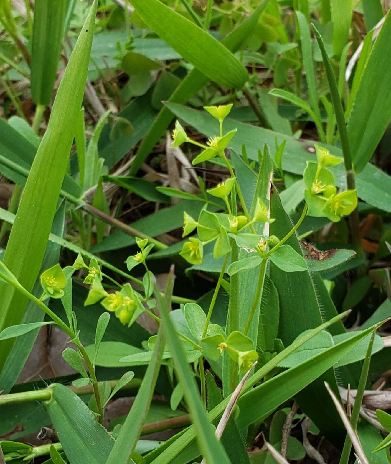 Слика од Euphorbia tetrapora Engelm.