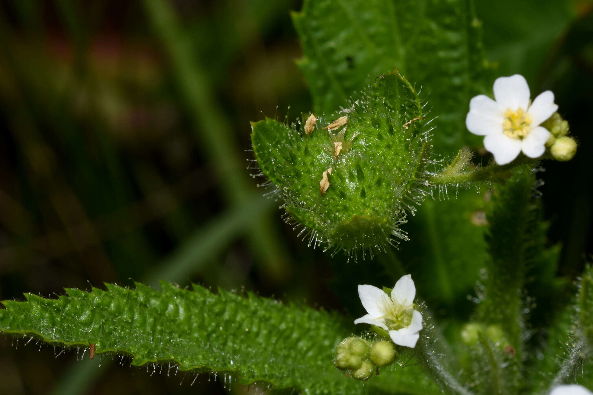 Sivun Caperonia linearifolia A. St.-Hil. kuva