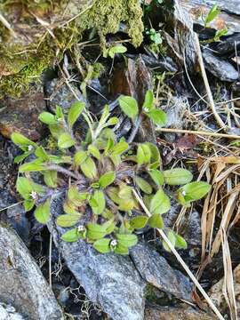 Image of Myosotis antarctica Hook. fil.