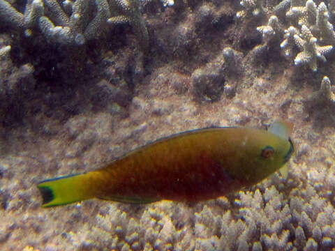 Image of Heavybeak Parrotfish