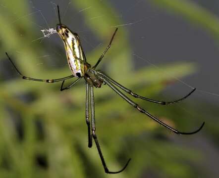 Image of Leucauge kibonotensis Tullgren 1910