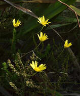 Euryops ursinoides B. Nordenst. resmi