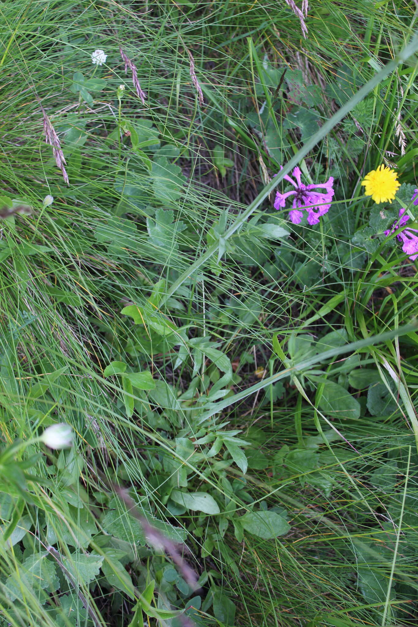 Image of Valeriana cardamines Bieb.