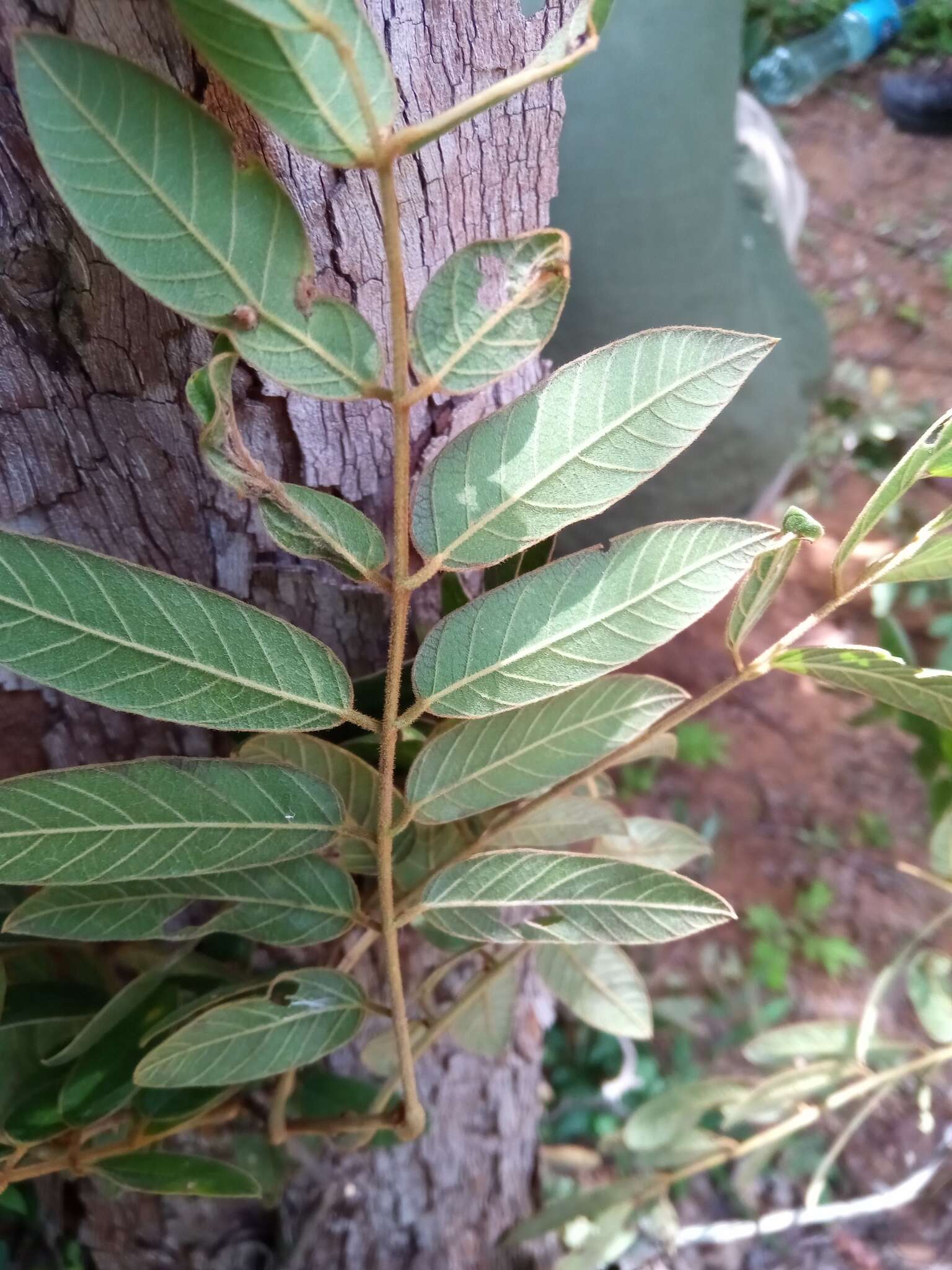 Слика од Millettia richardiana (Baill.) Du Puy & Labat